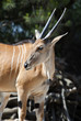 Nyala, South African Spiral Horned Antelope