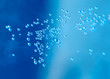 Bubbles on blue