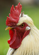 Profile Of a Cockrel / Rooster