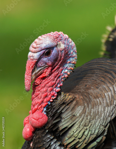 Photo: Turkey Portrait Turkey Portrait