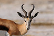 Springbock