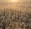 Photo: Weizenfeld vor der Ernte im Sonnenuntergang Weizenfeld vor der Ernte im Sonnenuntergang