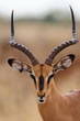 Impala
