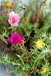 Mixed Portulaca