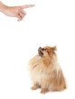 Bad dog!