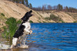 Training a hunting dog on the water. Russian Spaniel