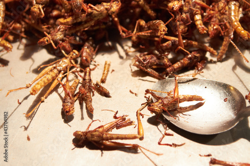 Foto: Fried grasshoppers at a Thai market Fried grasshoppers at a Thai market