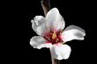MANDELBLUETE_062
