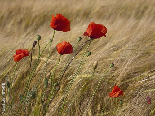Photo: poppy flowers and barley poppy flowers and barley