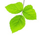 Photo: Three green leaves Three green leaves