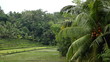 Large terraced rice field, Bali Island, Indonesia Archipelago