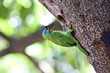 Muller's Barbet