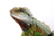 Leguan