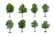 Photo: Collection tree isolated on white background Collection tree isolated on white background