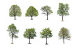 Photo: Collection tree isolated on white background Collection tree isolated on white background