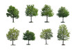 Photo: Collection tree isolated on white background Collection tree isolated on white background