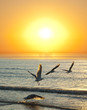 sunset and flying birds