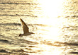 Photo: sunset sea and flying bird - romantic emotion sunset sea and flying bird - romantic emotion