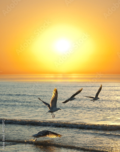 Photo: sunset and flying birds sunset and flying birds