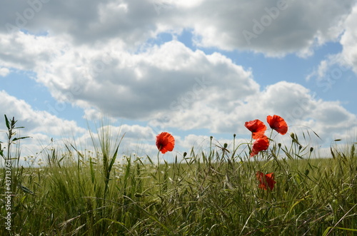 Foto: Klatschmohn Klatschmohn