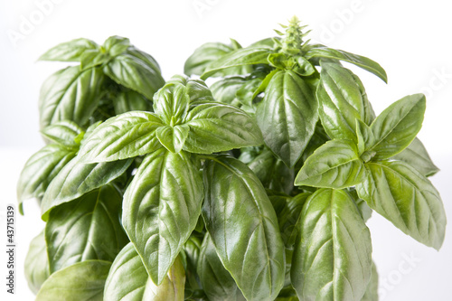 Photo: fresh basil leaves fresh basil leaves