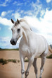 An Arabian Horse on a pasture