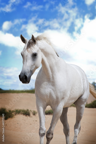 Photo: An Arabian Horse on a pasture An Arabian Horse on a pasture