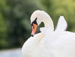 Schwan-19823b1