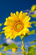 Foto: Sunflower on a farmer field Sunflower on a farmer field