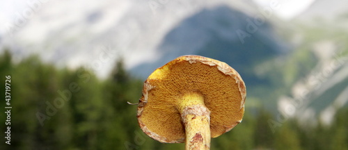 Photo: champignon alpin champignon alpin