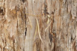 Nature Pattern