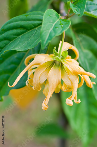 Photo: Ylang-Ylang flower for the manufacture of essential oil Ylang-Ylang flower for the manufacture of essential oil