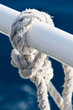 sea knot closeup