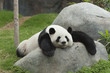 Giant panda bear sleeping