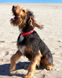 Foto: Dog on beach, barking with one paw raised Dog on beach, barking with one paw raised