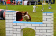 Foto: Agility training Agility training