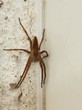 Braune Spinne