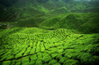 verdant tea plantation