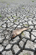 Dead fish on dry wetland