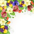 Vector: Floral background, colorful pansies flowers Floral background, colorful pansies flowers