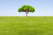 campo de hierba y árbol