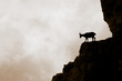 Mountain goat silhouette on the Apls
