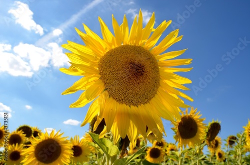 Photo: Sonnenblumen Sonnenblumen