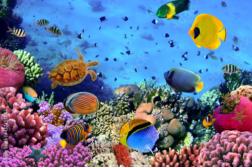 Fototapeta Photo of a coral colony