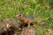 gopher_5853