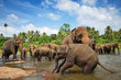 Elephant group in the river