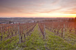 The vineyards of Chenonceau