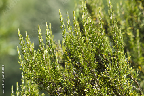 Photo: Rosemary ( Rosmarinus Officinalis) Rosemary ( Rosmarinus Officinalis)