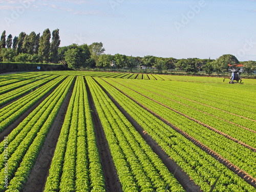 Photo: cultivation of green salad on a thin sand cultivation of green salad on a thin sand