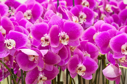 Photo: orchidées Phalaenopsis orchidées Phalaenopsis